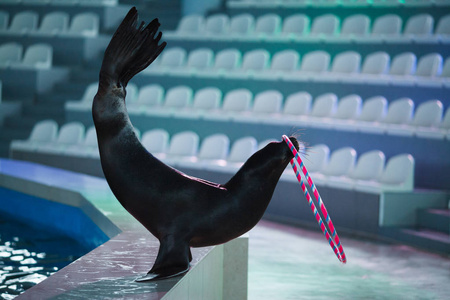 福克兰群岛男篮:斯坦利岛海狮队全力拼搏的简单介绍 福克兰群岛男篮:斯坦利岛海狮队全力拼搏的简单介绍